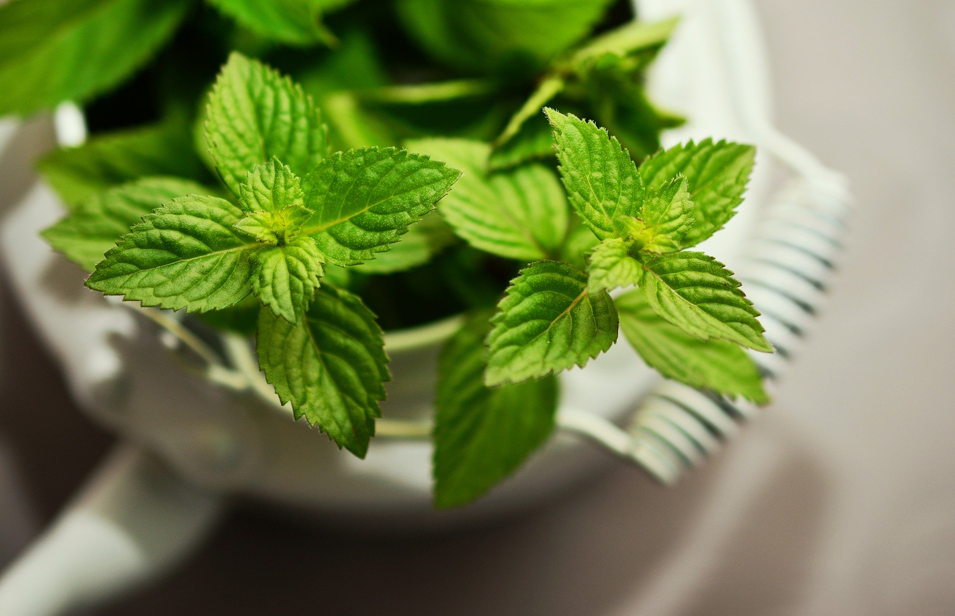 Mentire per la menta.